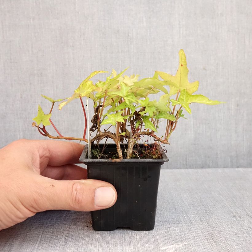 Hedera helix CourageCommon ivy 8/9 cm pot sample as delivered in autumn