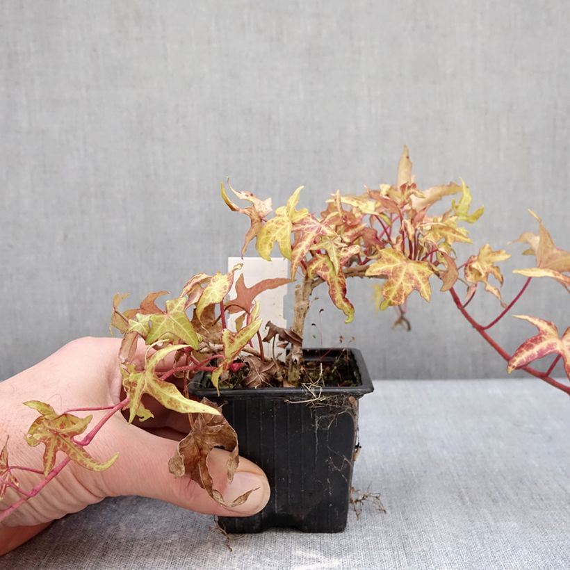 Hedera helix CourageCommon ivy 8/9 cm pot sample as delivered in winter