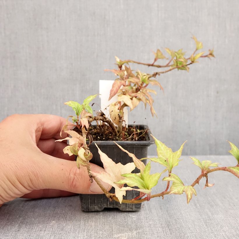 Hedera helix Cross Switch - Common ivyCommon ivy 8/9 cm pot sample as delivered in autumn