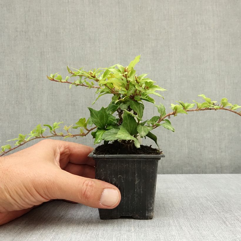 Hedera helix Cross Switch - Common ivyCommon ivy 8/9 cm pot sample as delivered in summer