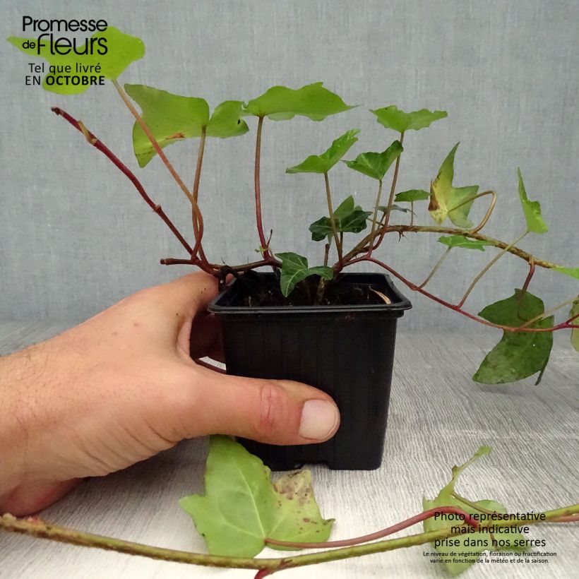 Hedera helix - Common Ivy 8/9 cm pot sample as delivered in autumn