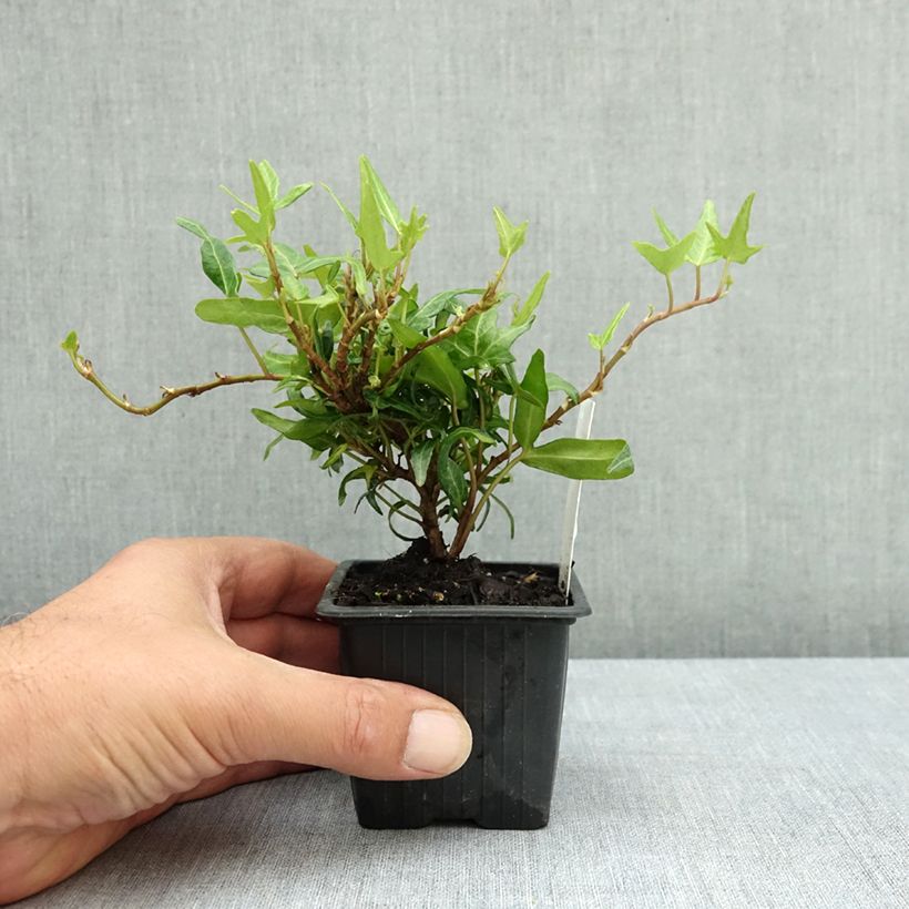 Hedera helix Evergreen - Common ivy 8/9 cm pot sample as delivered in summer