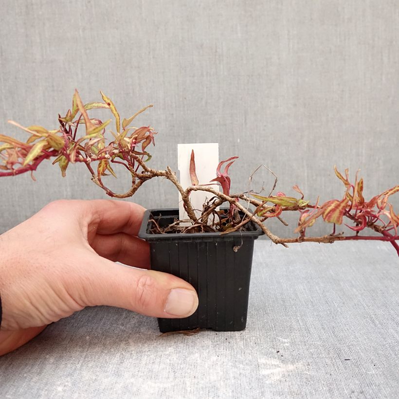 Hedera helix Evergreen - Common ivy 8/9 cm pot sample as delivered in winter