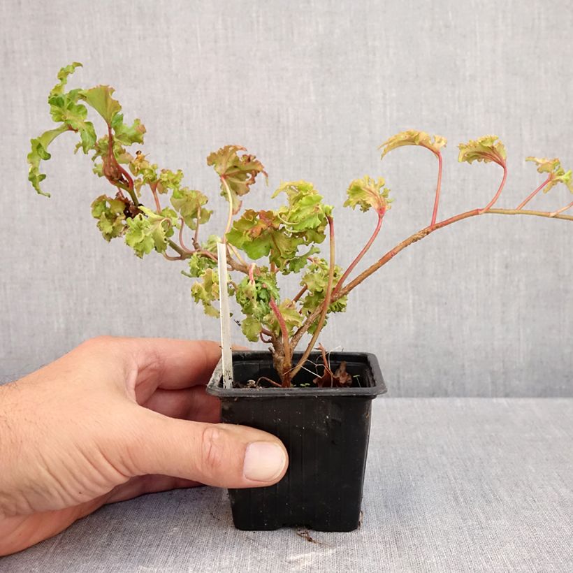Hedera helix Filigran - Common ivy 8/9 cm pot sample as delivered in autumn