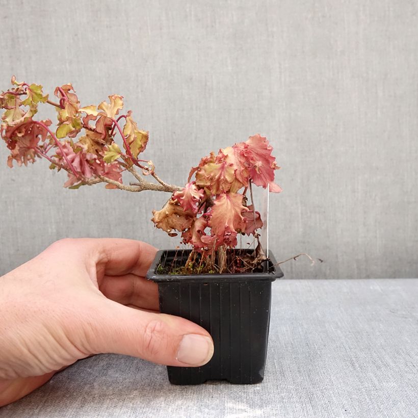 Hedera helix Filigran - Common ivy 8/9 cm pot sample as delivered in winter