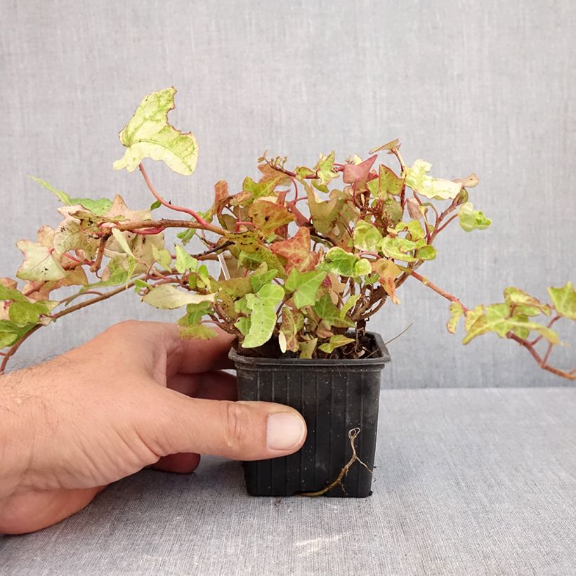 Hedera helix Frosty - Common ivy 8/9 cm pot sample as delivered in autumn