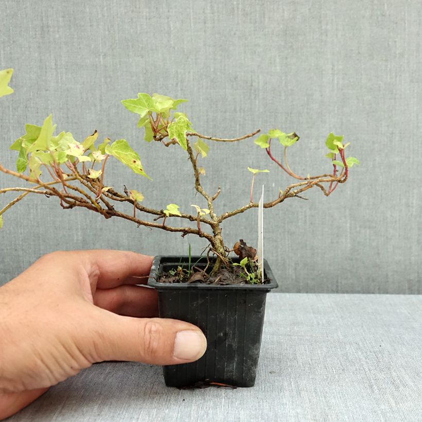 Hedera helix Frosty - Common ivy 8/9 cm pot sample as delivered in summer