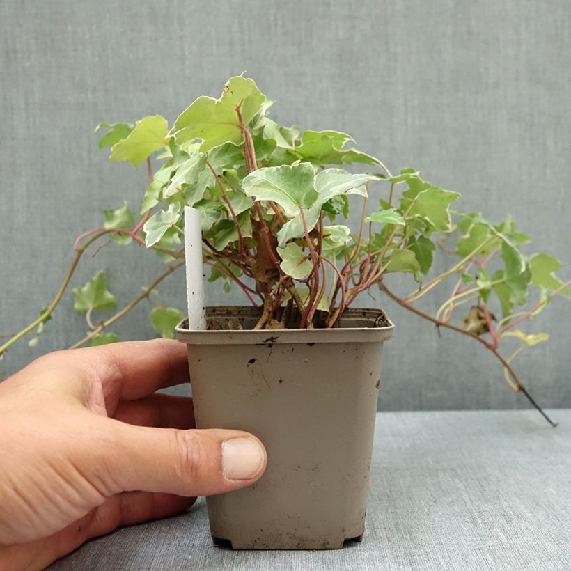 Hedera helix Glacier - Common Ivy 8/9 cm pot sample as delivered in summer