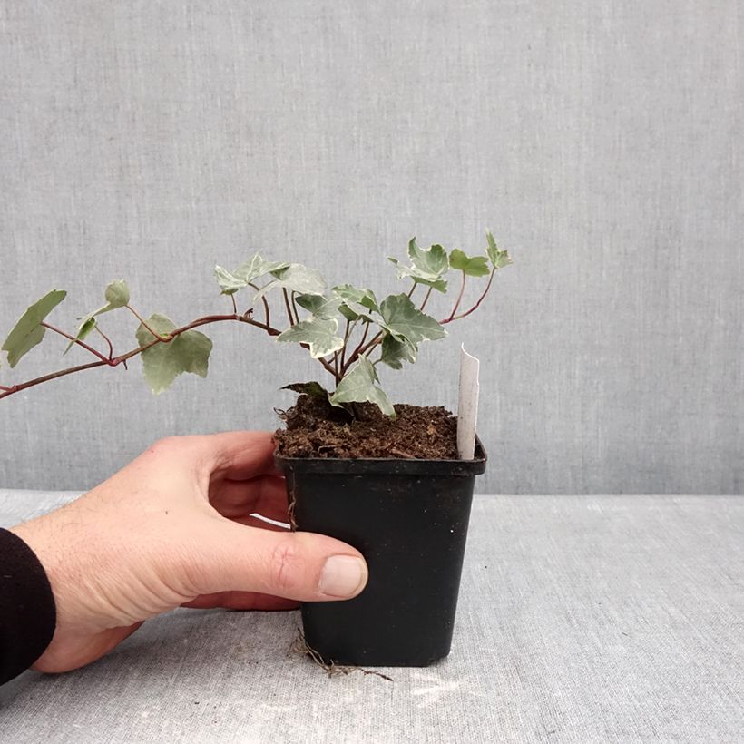 Hedera helix Glacier - Common Ivy 8/9 cm pot sample as delivered in winter