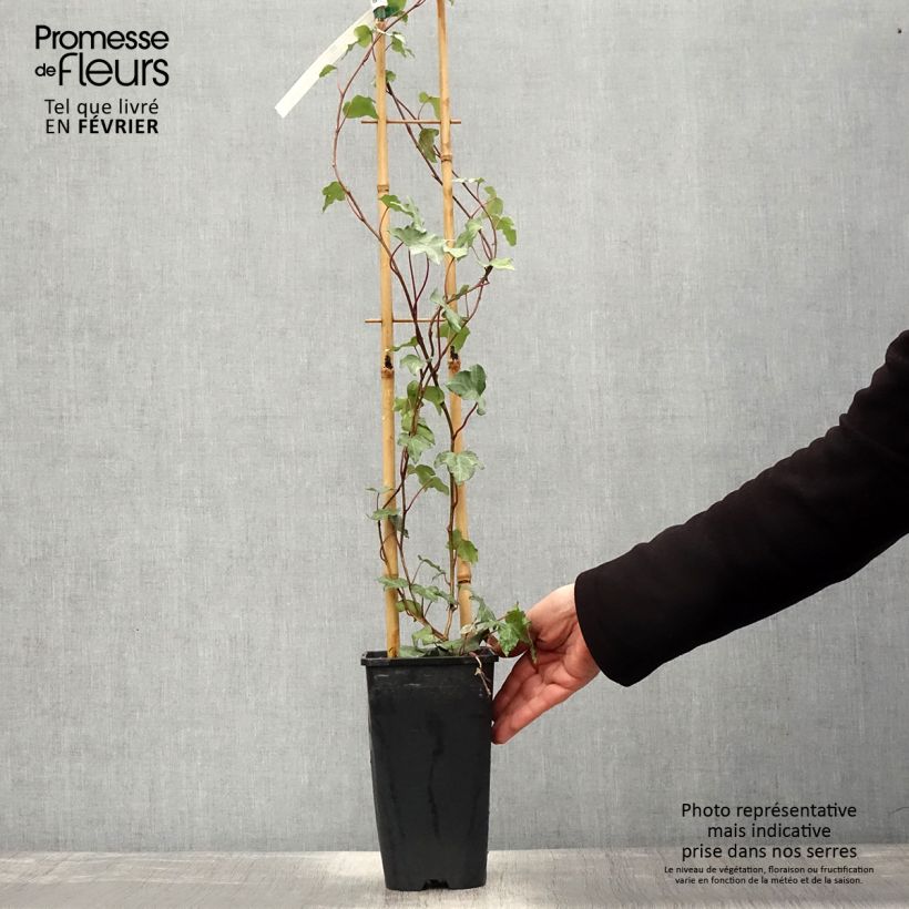 Hedera helix Glacier - Common Ivy 2L/3L pot sample as delivered in winter