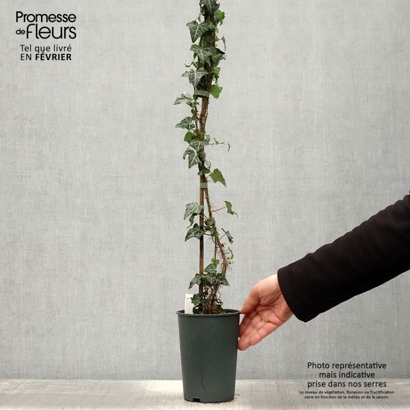Hedera helix Ivalace - Common Ivy 2L/3L pot sample as delivered in winter