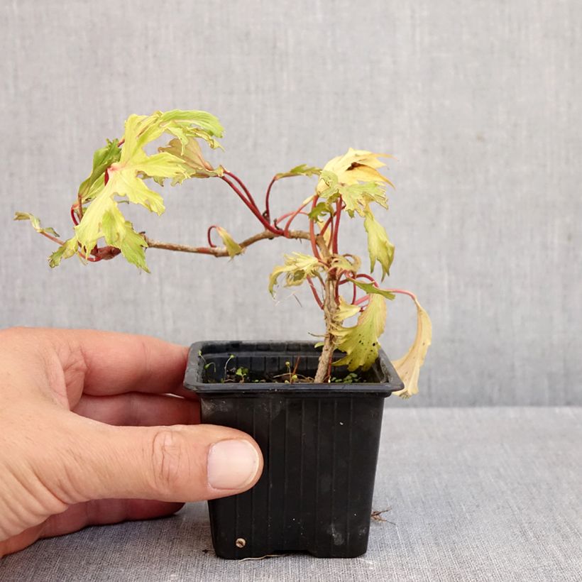 Hedera helix Ivalace Mutation - Common ivy 8/9 cm pot sample as delivered in autumn