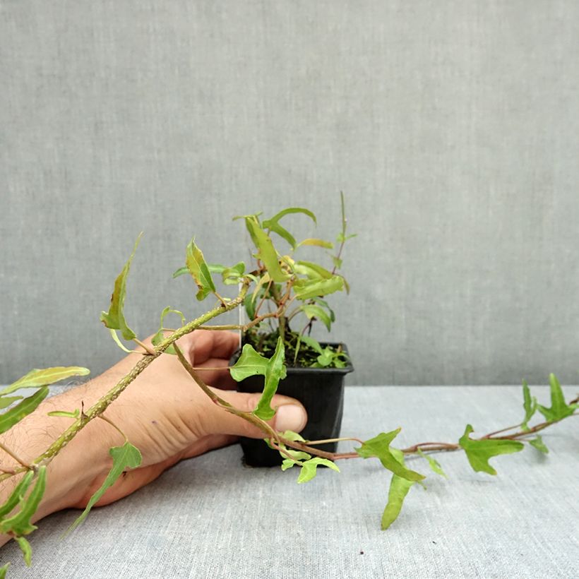 Hedera helix Kappeln - Common ivy 8/9 cm pot sample as delivered in autumn