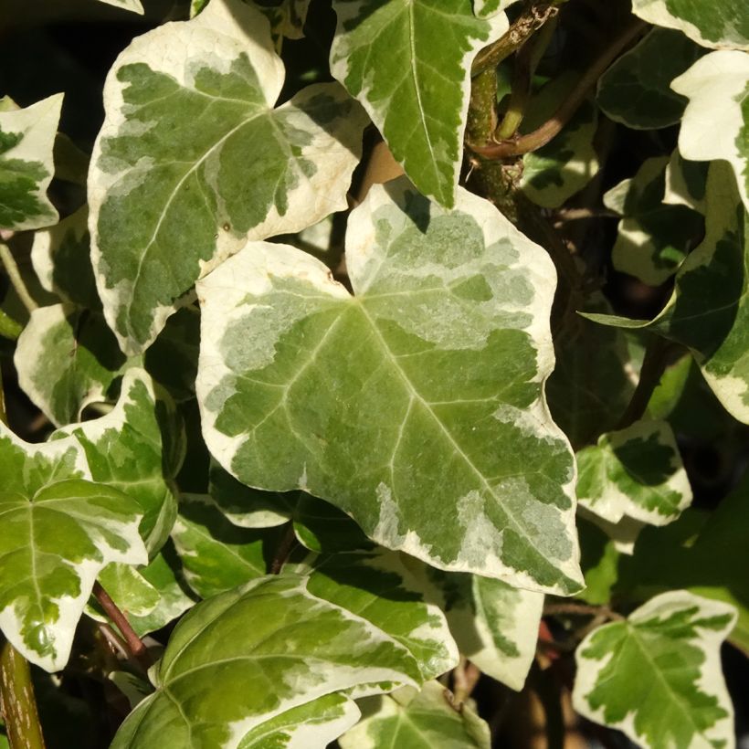 Hedera helix Marginata Elegantissima - Common Ivy (Foliage)