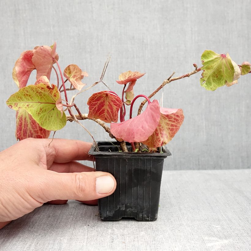 Hedera helix ObelixHedera helix Kappeln - Common ivy 8/9 cm pot sample as delivered in autumn