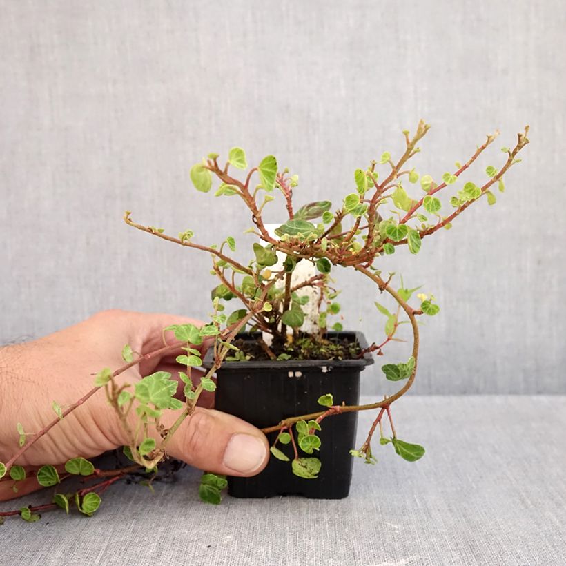 Hedera helix Peter Pan - Hedera helix Kappeln - Common ivy 8/9 cm pot sample as delivered in autumn