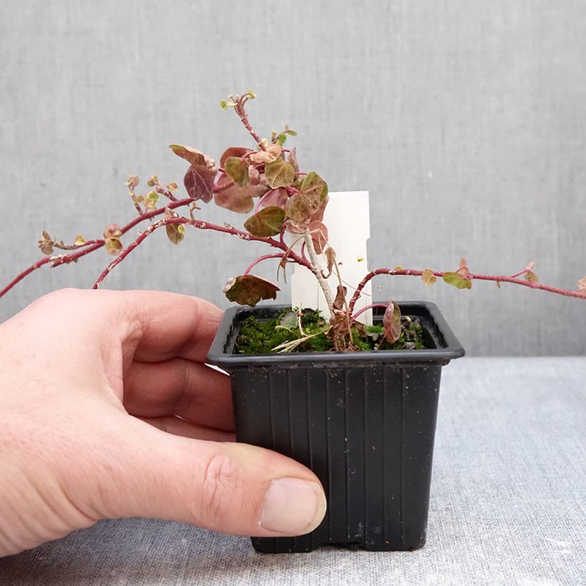 Hedera helix Peter Pan - Hedera helix Kappeln - Common ivy 8/9 cm pot sample as delivered in winter