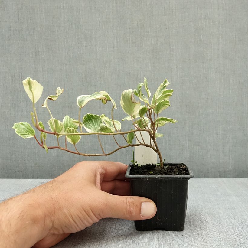 Hedera helix Reef Shell - Hedera helix Kappeln - Common ivy 8/9 cm pot sample as delivered in summer