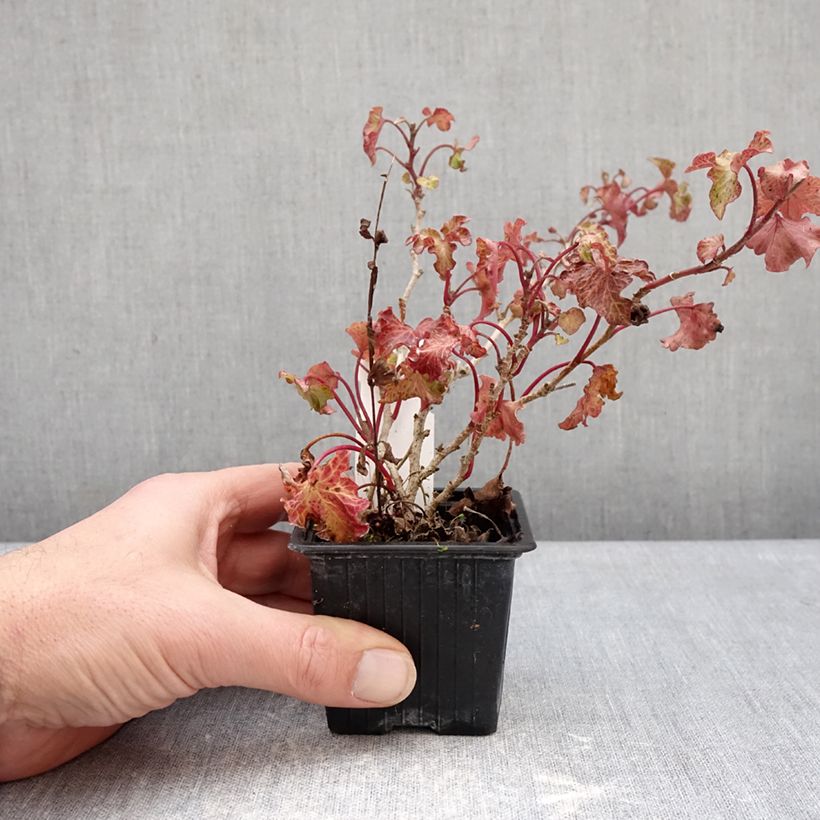 Hedera helix Tango - Hedera helix Kappeln - Common ivy 8/9 cm pot sample as delivered in winter