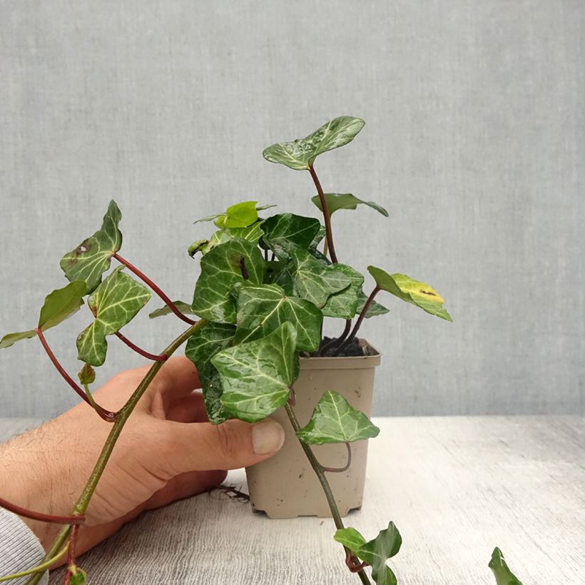Hedera helix Woerner - Common Ivy 8/9 cm pot sample as delivered in spring