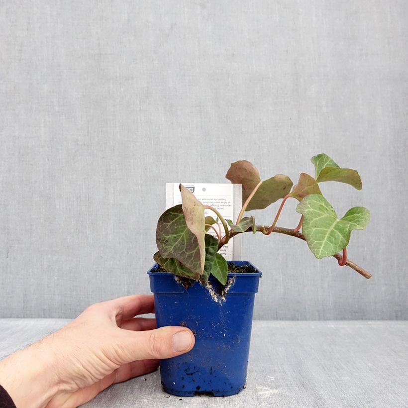 Hedera algeriensis Algerian Bellecour 1L/1.5L pot sample as delivered in winter