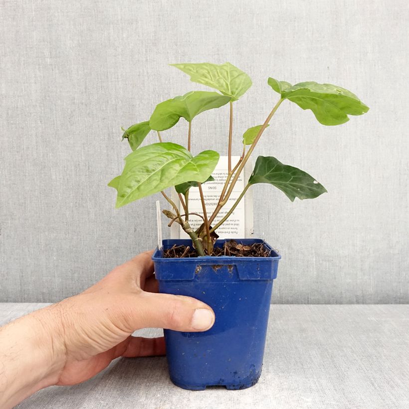 Hedera algeriensis Algerian Bellecour 1L/1.5L pot sample as delivered in spring