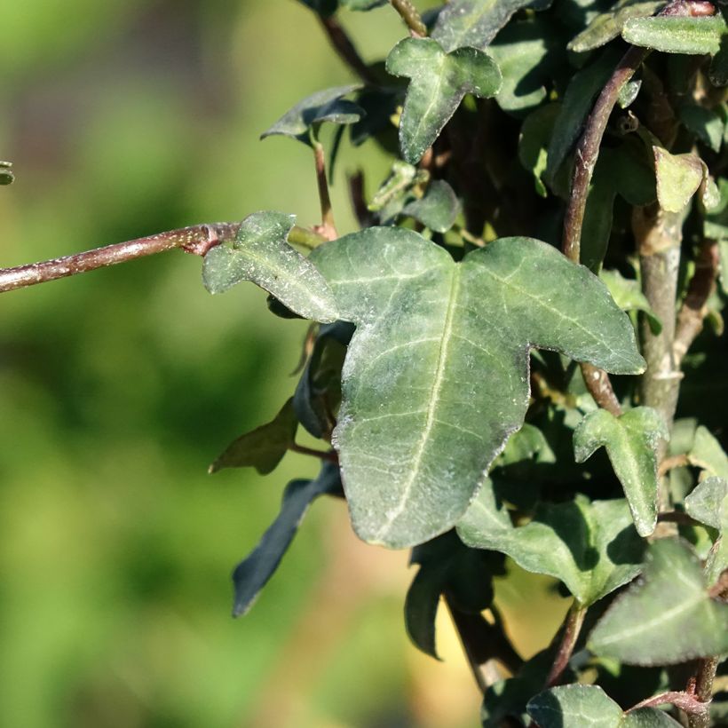 Hedera hibernica 'Spetchley' - Irish ivy (Foliage)