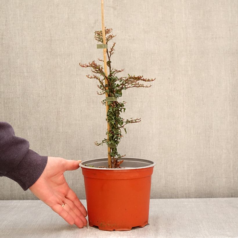 Hedera hibernica 'Spetchley' - Irish ivy 3L/4L pot sample as delivered in spring