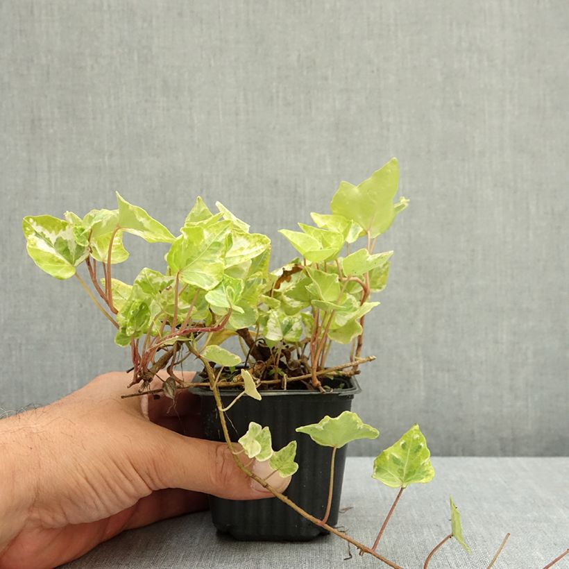 Lierre d'ornement - Hedera helix Kolibri Godet de 8/9 cm sample as delivered in summer