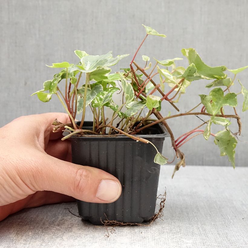 Hedera helix Kolibri - Common Ivy 8/9 cm pot sample as delivered in spring