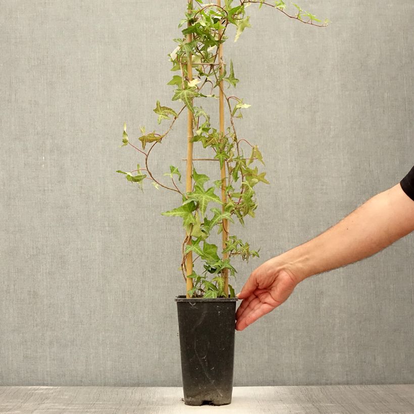 Hedera helix Sagittifolia - Common Ivy 2L/3L pot sample as delivered in summer