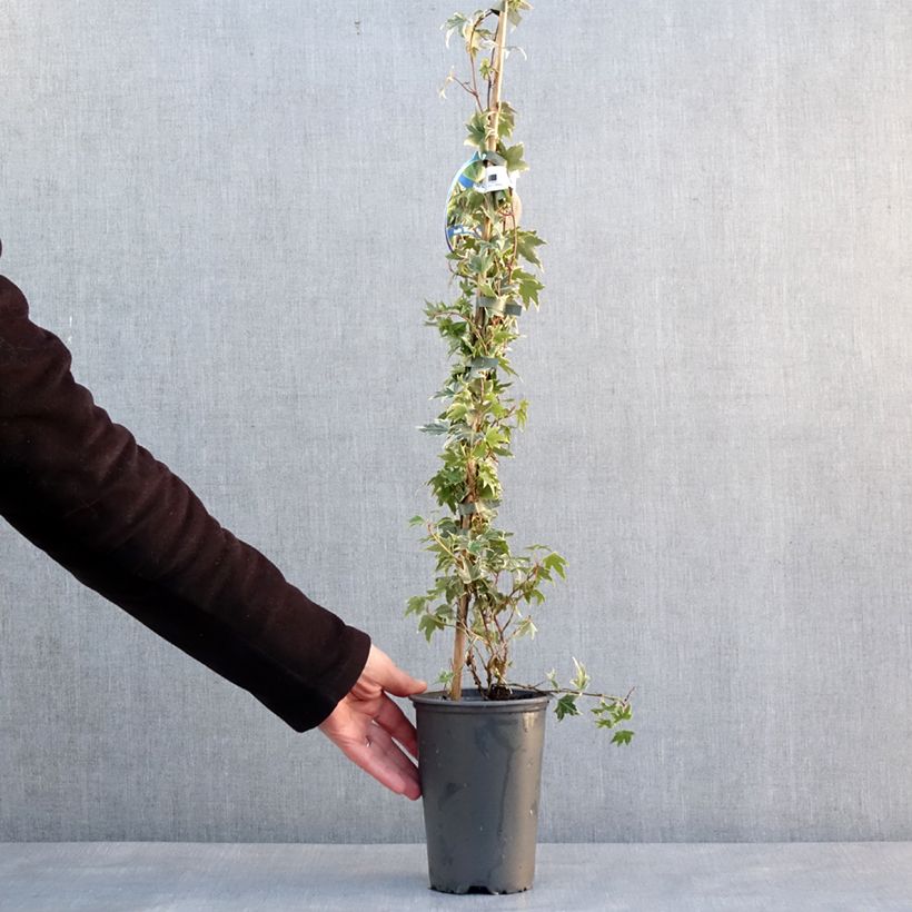 Hedera helix White Ripple - English Ivy 1.5L/2L pot sample as delivered in winter