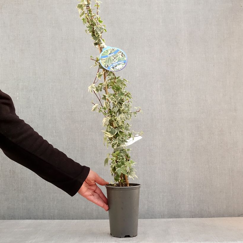 Hedera helix White Ripple - English Ivy 1.5L/2L pot sample as delivered in spring