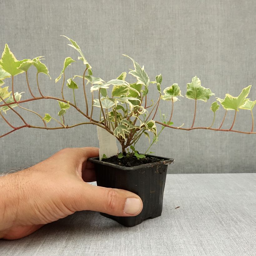 Hedera helix Yellow Ripple - English Ivy 8/9 cm pot sample as delivered in summer