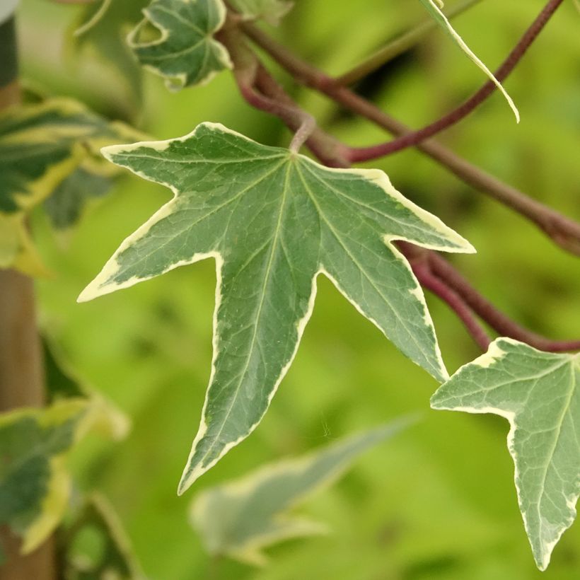Hedera helix Yellow Ripple - English Ivy (Foliage)