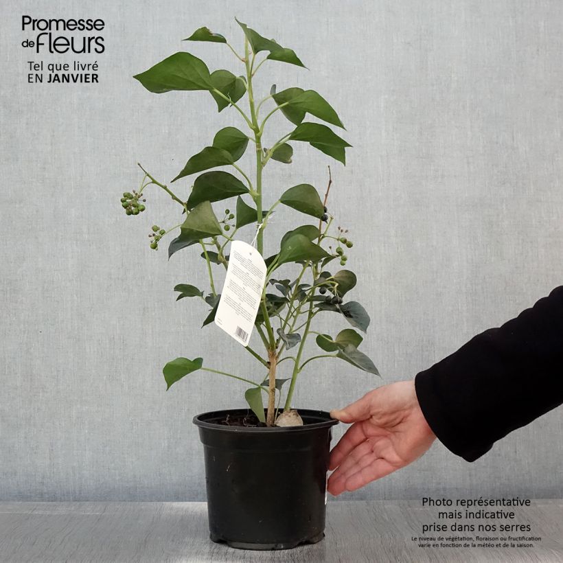 Hedera colchica Arborescens - Persian Ivy 2L/3L pot sample as delivered in winter