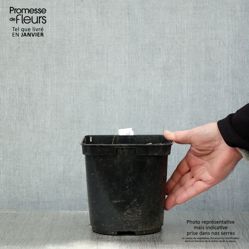 Ligularia japonica Rising Sun - Leopard Plant 2L/3L pot sample as delivered in winter