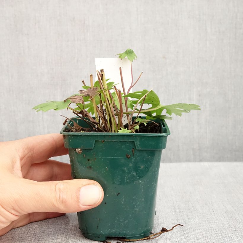 Ligularia przewalskii - Leopard Plant 8/9 cm pot sample as delivered in autumn