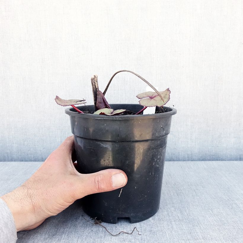 Ligularia dentata Garden Confetti - Leopard Plant 2L/3L pot sample as delivered in spring