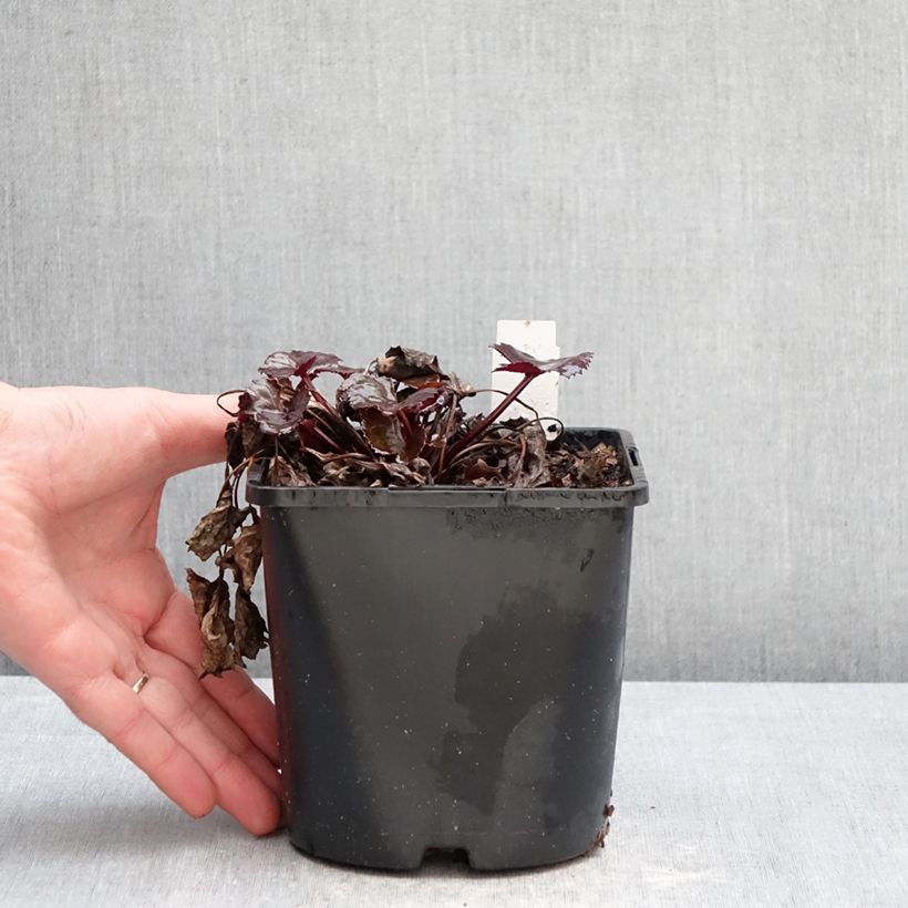 Ligularia dentata Pandora - Leopard Plant 2L/3L pot sample as delivered in winter