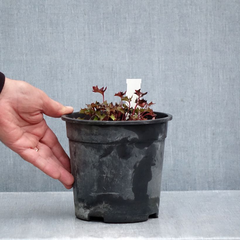 Ligularia dentata Little Golden Ray - Leopard Plant 2L/3L pot sample as delivered in autumn