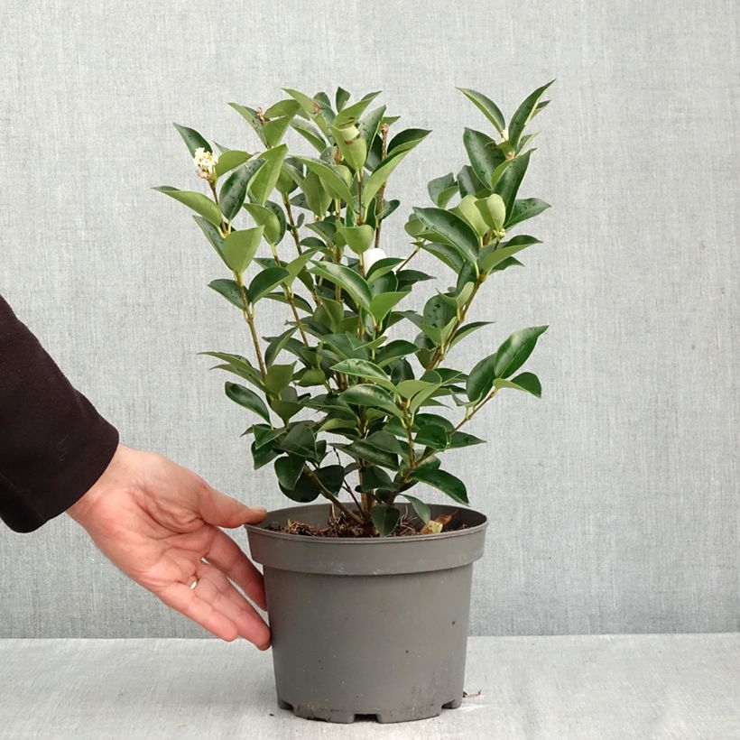 Ligustrum Korean Dwarf 3L/4L pot sample as delivered in autumn