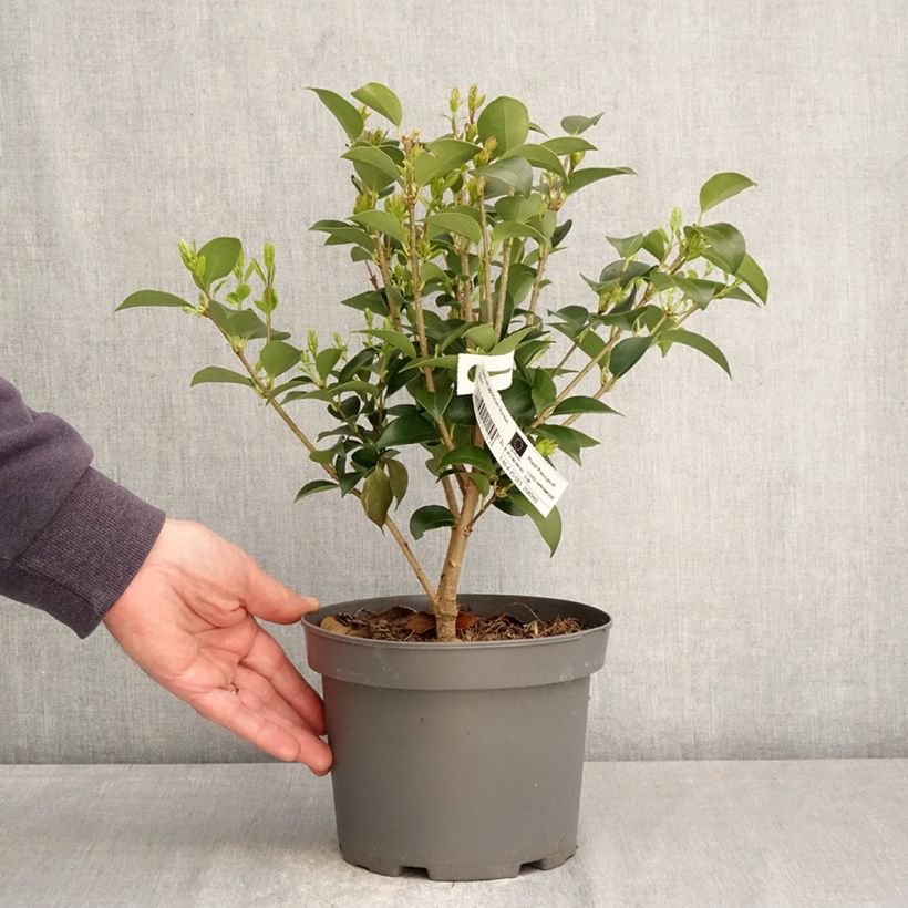 Ligustrum Korean Dwarf 3L/4L pot sample as delivered in spring