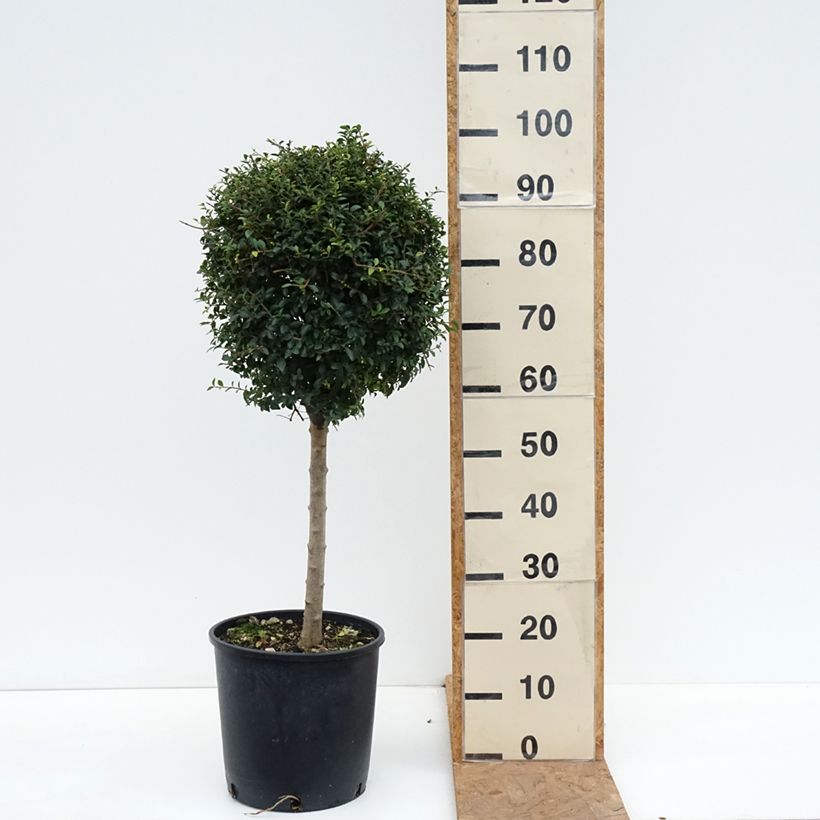 Ligustrum jonandrum - Yunnan Privet 7.5L/10L pot, Quarter standard sample as delivered in autumn