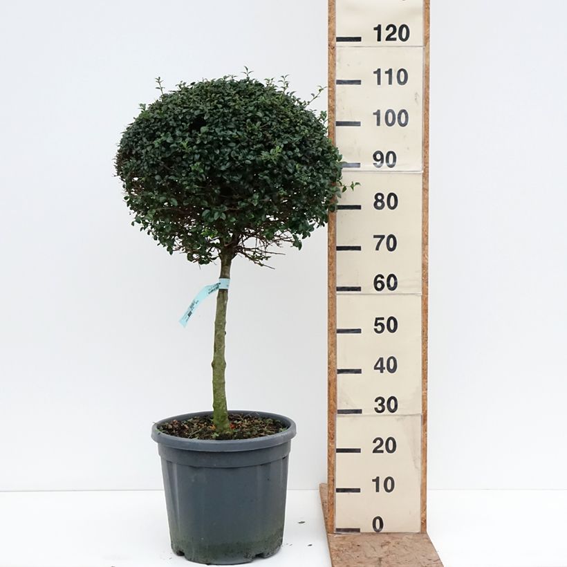 Ligustrum jonandrum - Yunnan Privet 7.5L/10L pot, Quarter standard sample as delivered in winter