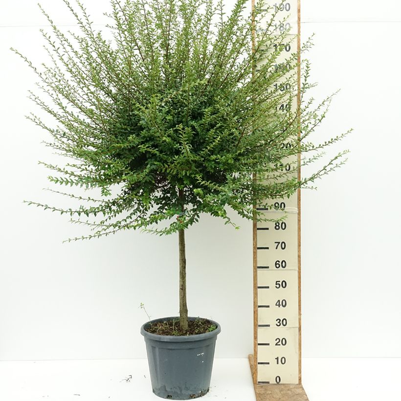 Ligustrum jonandrum - Yunnan Privet 20L/25L pot, Half standard sample as delivered in summer