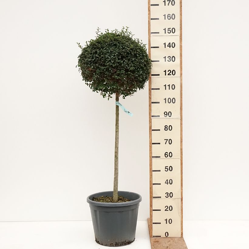Ligustrum jonandrum - Yunnan Privet 20L/25L pot, Half standard sample as delivered in winter