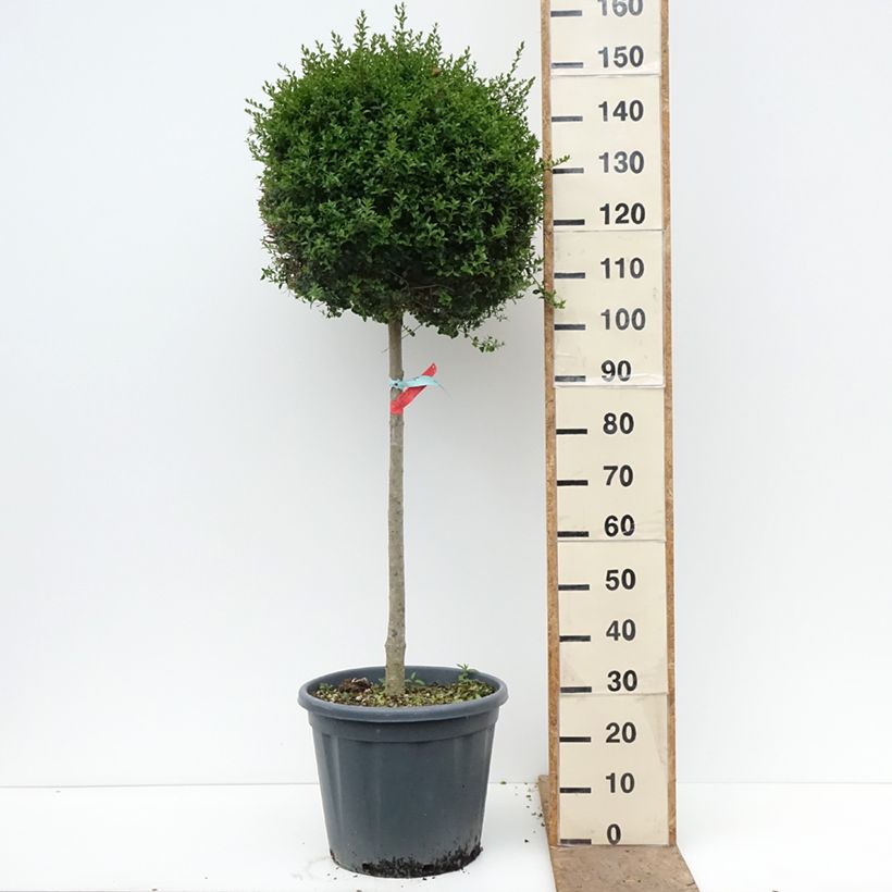 Ligustrum jonandrum - Yunnan Privet 20L/25L pot, Half standard sample as delivered in spring