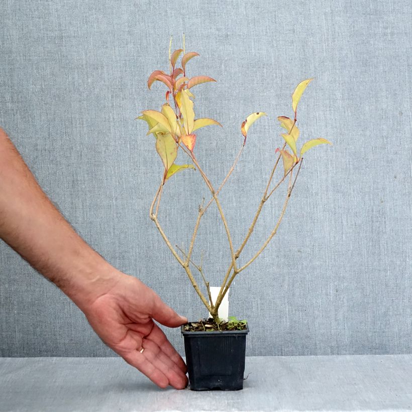 Ligustrum lucidum Bokrascreen 8/9 cm pot sample as delivered in autumn