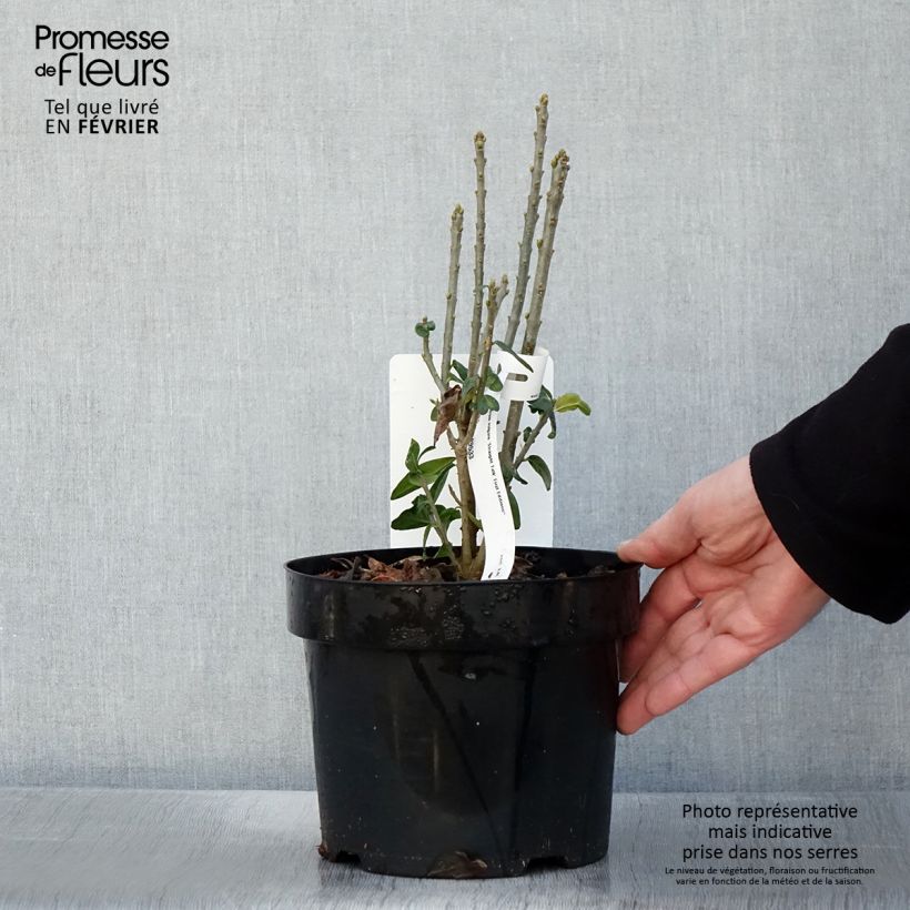 Ligustrum vulgare Straight Talk - Common Privet 3L/4L pot sample as delivered in winter